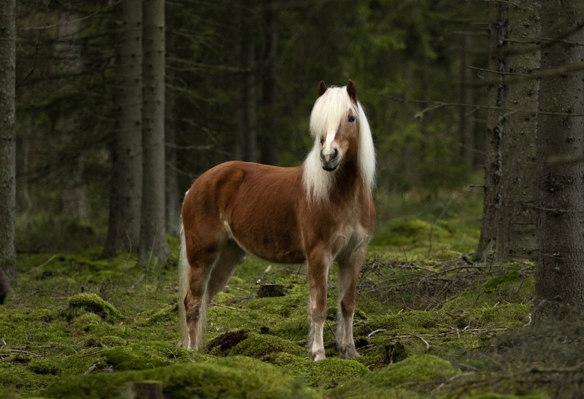 05 satujen-hevonen.jpg
